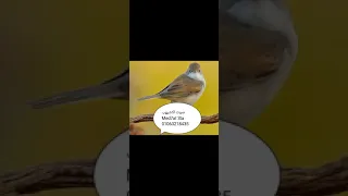 صوت طائر الاشيهب   شحوم       حصريا دندنها