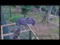 Young white-tailed eagles released on Exmoor rewilding UK 2026