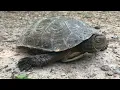 Download Lagu 1-minuut-natuurfilmwedstrijd - Hugo's natuurfilm