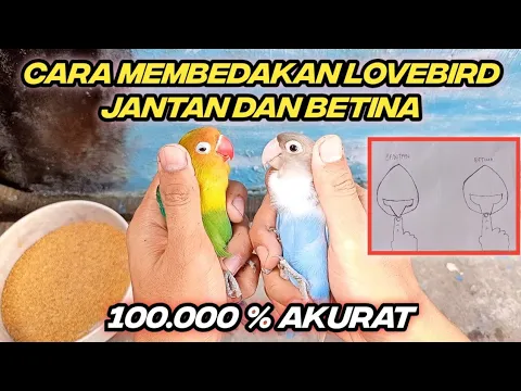 Download MP3 Cara Membedakan Lovebird Jantan Dan Betina Yang Akurat