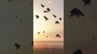 ගස වල වට න කම හ ම ම දන න හ 