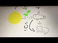 Sciencesaurus Pages