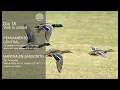 Download Lagu Deepak Chopra Día 18 Reto de Meditación Creando Abundancia