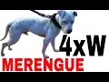 Pit Island MERENGUE 4xW - Dogfighting History