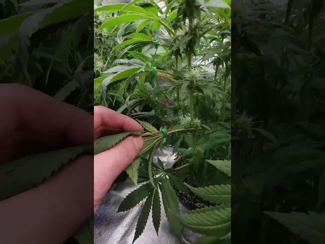 LeafGuide – Expose Bud Sites Without Cutting video thumbnail