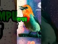 Download Lagu Suara Pikat KEMADE terbaru 2023, keras jernih terdengar jauh PALING AMPUH @howtochannel599