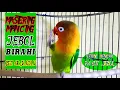 Download Lagu SERING DENGAR PASTI JEBOL BIRAHINYA MAU JANTAN ATAU BETINA | Yang Punya Lovebird ini Masterannya !!!