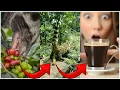 De duurste koffie ter wereld: civetkattenpoepkoffie (Kopi luwak)