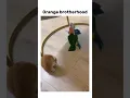 Download Lagu Orange brotherhood #bruh #subscribe #meme #memes #funny #shorts #capcut #trending #cat #cats #birds