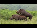 White Rhinos Mating in Hluhluwe