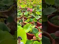 Lagu Cara Menanam Bunga Lotus #gardening #lotus #agriculture