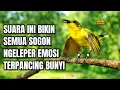 Lagu Bikin semua sogon emosi ngleper‼️ Pancingan sogon agar bunyi