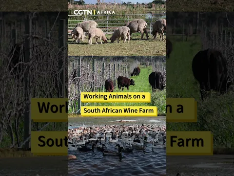 Working Animals on a South African Wine Farm