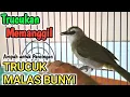 Lagu Pancingan trucukan BETINA MEMANGGIL JANTAN bikin trucuk  BAHAN ombyokan rajin bunyi siang malam hari
