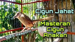 Download Pancingan CIGUN Agar Mau BUNYI NGEBREN, Cocok Untuk Masteran Cigun Anakan Supaya Cepat Ngeriwik MP3