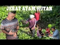 Download Lagu JERAT AYAM HUTAN // BARU PASANG TERUS DAPAT // PERTAMA KALI MERASA DAGINGNYA