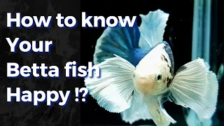 Download 10 Signs of Happy Betta fish MP3