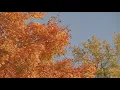 The Old Farmers Almanac 2026 fall forecast What it predicts for US weather