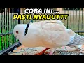 Download Lagu Suara Burung Puter Pelung Gacor , merangsang burung puter agar bunyi | burung puter pelung gacor
