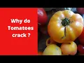 Why do Tomatoes Crack