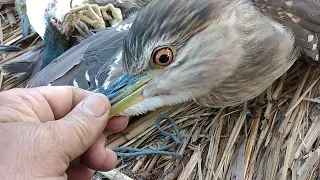 مشاركة طائر الواق الأزرق 