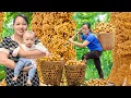 Download Lagu Harvesting 1000kg+ Wild Forest Berries \u0026 Bring them to the Market to Sell, Feeding Farm Animals