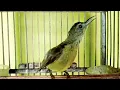 Download Lagu BESET TELER‼️SUARA BURING kolibri kelapa TROTOL gacor pancingan KOLIBRI manggar gacor