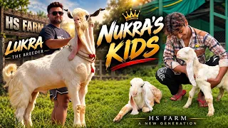 Kota Goat Kids Born at HS Farm, Sire: Nukra, Dam: Jaat Line Female
