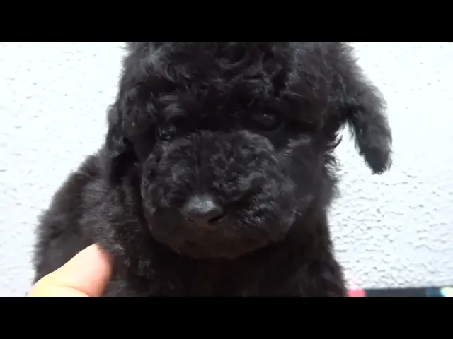 動画