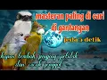 Download Lagu Masteran jeda 5 detik jingjing petulak kapas tembak dan cucak jenggot 🔥