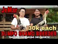 Download Lagu JeMar | SHAMO DUMPO BREEDER IN TAGUM CITY