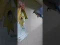 Download Lagu Male and Female Eastern Bluebirds flying off the nestbox, male coming back quickly