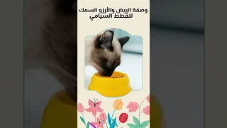 Shorts وصفات منزلية لاكل قطط السيامي مفضل وصفة البيض والأرزو السمك للقطط السيامي 