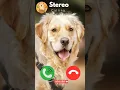 Download Lagu Stereo🐶😺 #ringtone #cat #trending #cutecat #youtubeshorts #viralshort #calling #kitten #dog #heysiri
