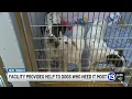 Facility provides help to dogs who need it most