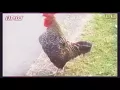 Download Lagu New Remix Dangdut Cock DJ...✌