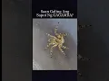 Lagu Saan Galing Ang sapot Ng gagamba? #spider #gagamba