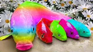 Menangkap Ikan Akuarium yang Indah : bebek, ikan koi, katak, belut besar - Stop Motion ASMR