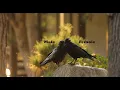 Male and female ravens - How to tell them apart