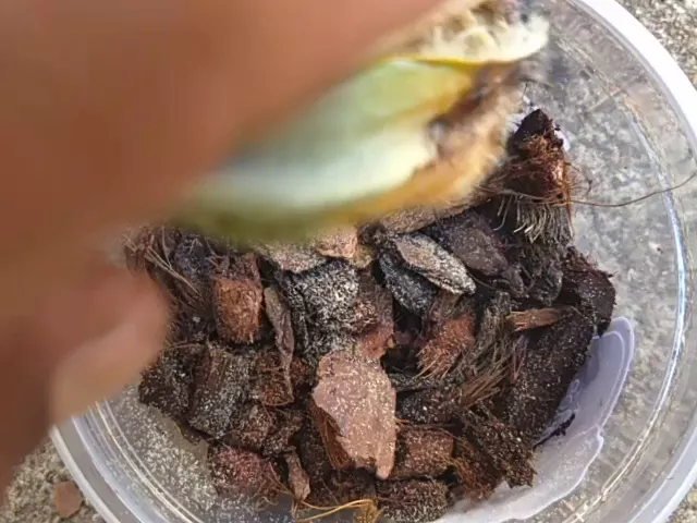 GERMINAÇÃO DE SEMENTES DE ORQUIDEAS (EXPERIÊNCIA)