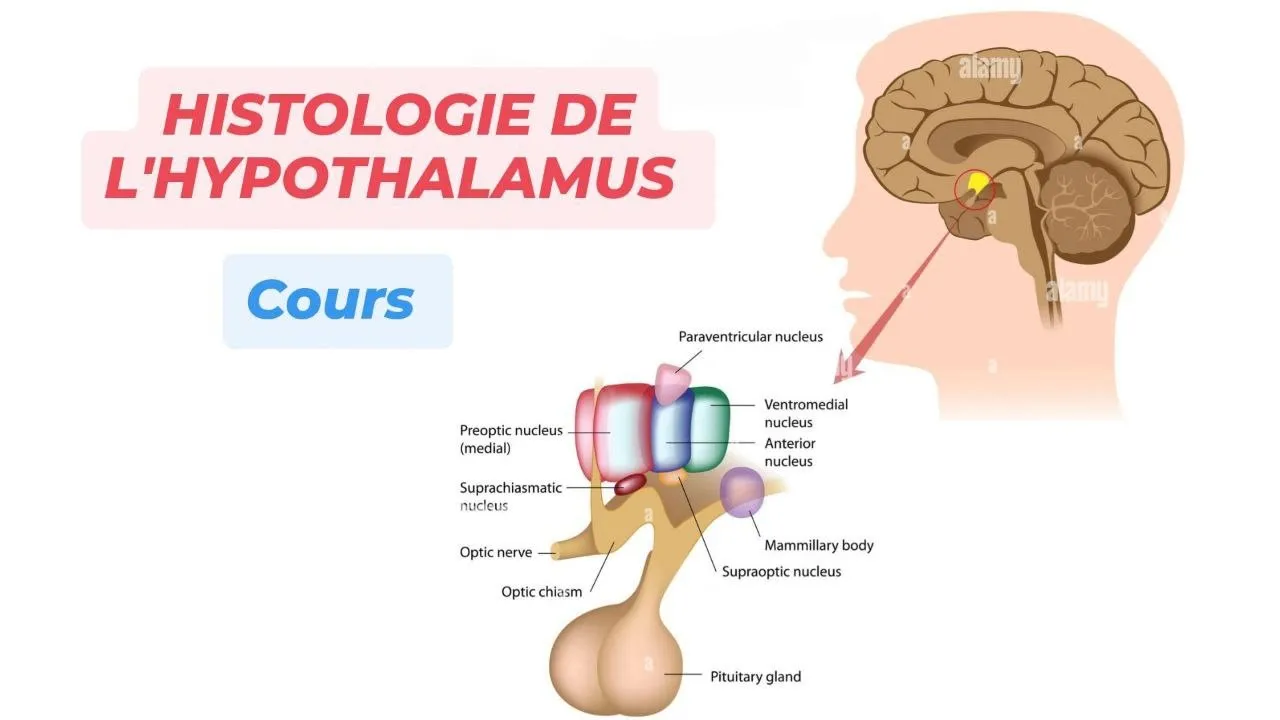 HISTOLOGIE DE L'HYPOTHALAMUS