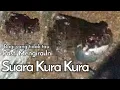 Download Lagu di sangka suara kura kura Download Lagu di sangka suara kura kura