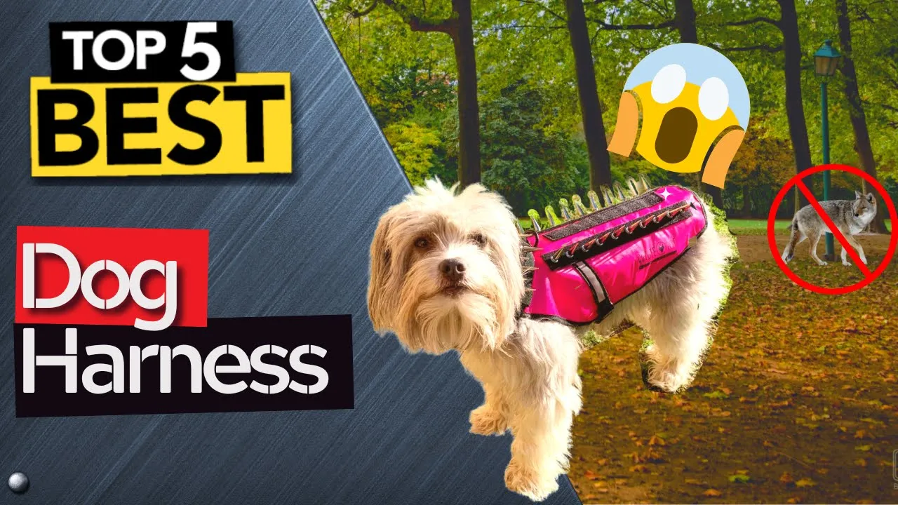 ✅ TOP 5 Best Dog Harnesses [ 2023 Buyer's Guide ]