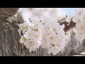Relaxing Music: Stress Relief, Meditation, Study, Sleep, Beautiful Nature | Piano Instrumental ★58