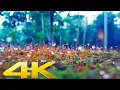 Download Lagu 4k Nature WhatsApp Status || Nature Story For Facebook and Instagram || HS Status Guru
