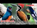 Download Lagu #NgocehAe Ampuh . . Auto dilirik juri || Masteran tembakan rapat burung PELATUK