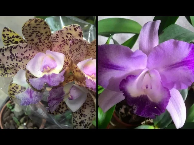 KIT ORQUÍDEA AZUL + PINTALGADA AROMÁTICA! PLANTAS ADULTAS!