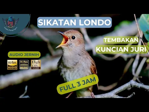 Download MP3 Sikatan Londo Gacor suara jernih | Masteran murai batu terbaik | Nightingale