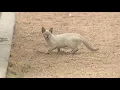Phoenix feral cat colony being trapped fixed and released by volunteers
