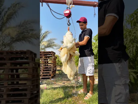 DIY great idea for cooking duck outdoor #shorts